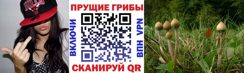 Галлюциногенные грибы Cubensis где продают наркотики Александров